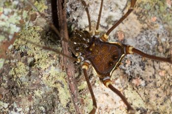 Media type: image; Invertebrate Zoology 144012
